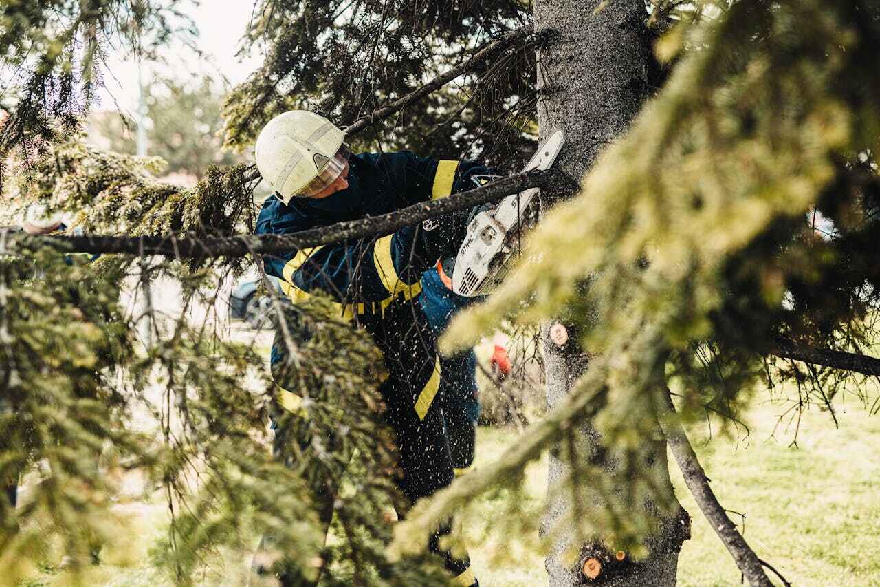 Tree Root Removal in Preston, MN